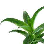 Aloe Vera Barbadensis Miller